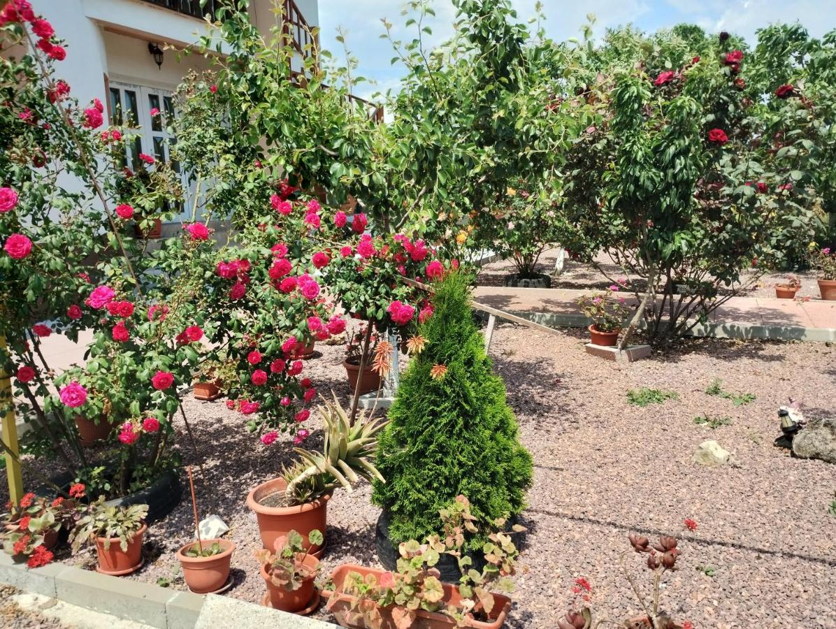 Casa Doina Otel Douăzeci şi Trei August Dış mekan fotoğraf